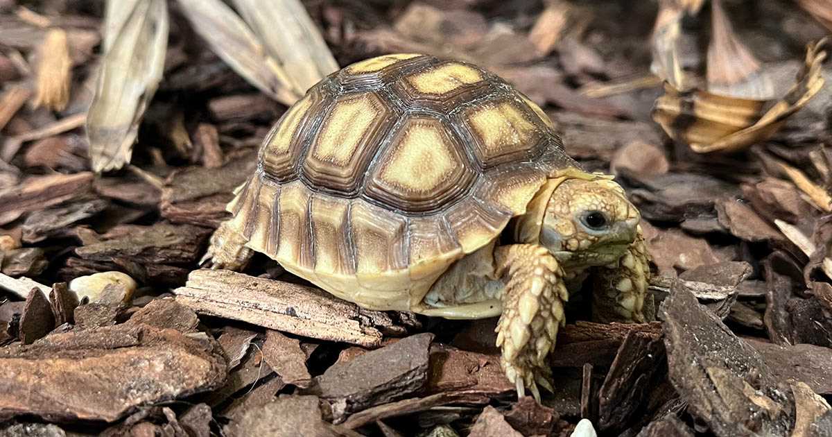 Hermann tortoise life expectancy