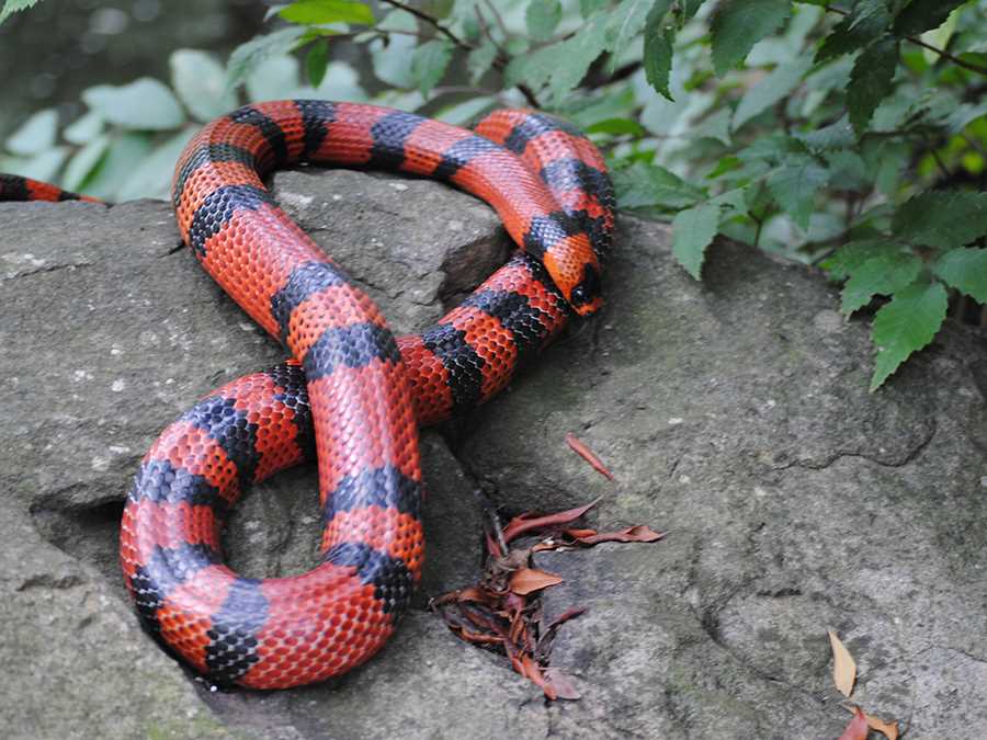 Honduran milk snake.