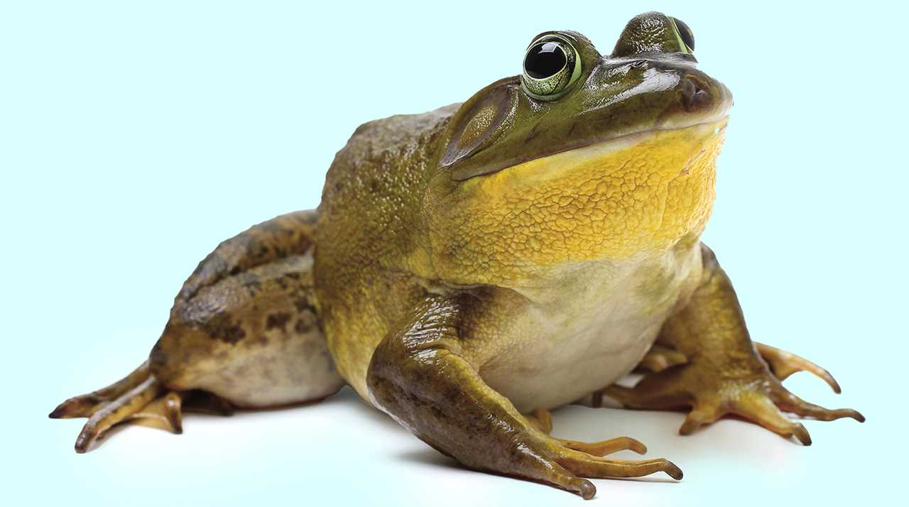 Considerations for Ethical Dissection of Frogs