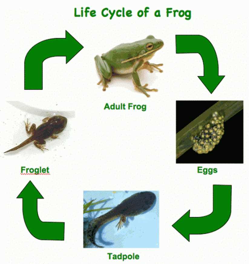 Differences in Size and Shape between Tadpoles and Frogs