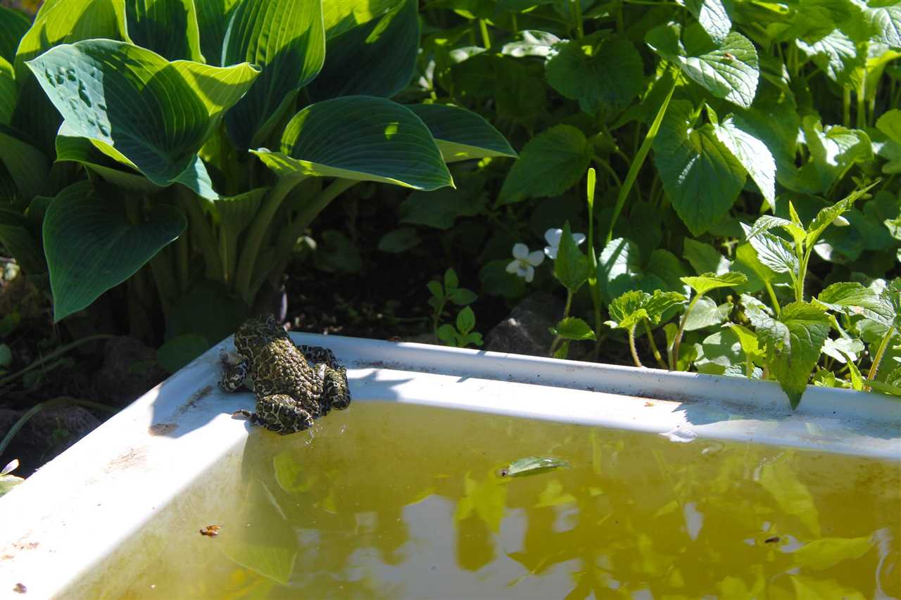 How do frogs find backyard ponds