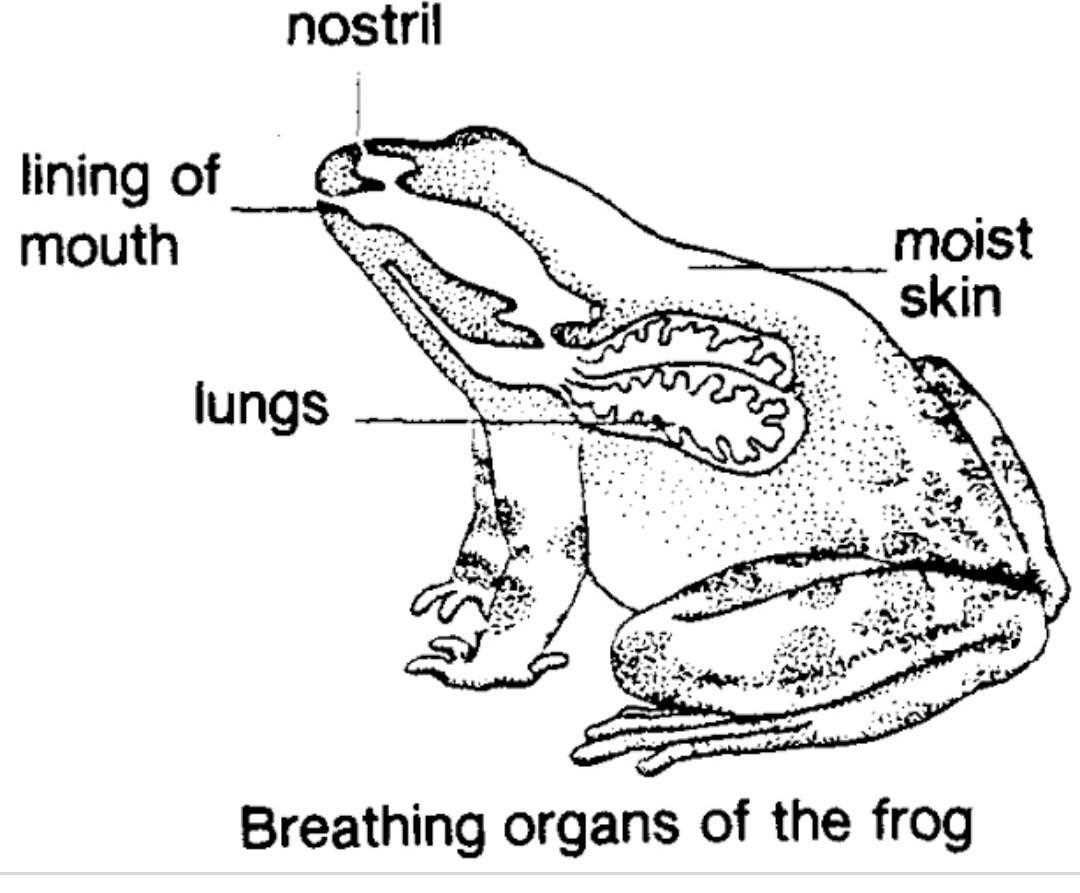 How Does a Frog Use Their Lungs?