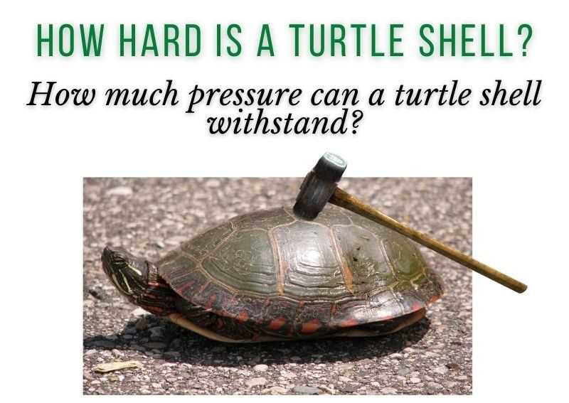 How hard is a turtle shell
