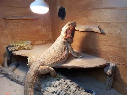 How long can a bearded dragon go without heat