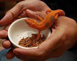 Common Food Options for Crested Geckos