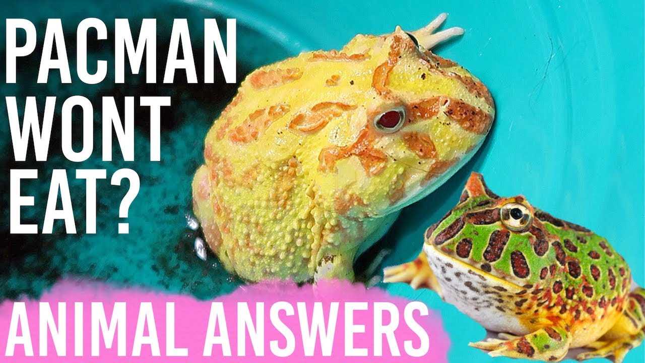 How long can a pacman frog go without eating