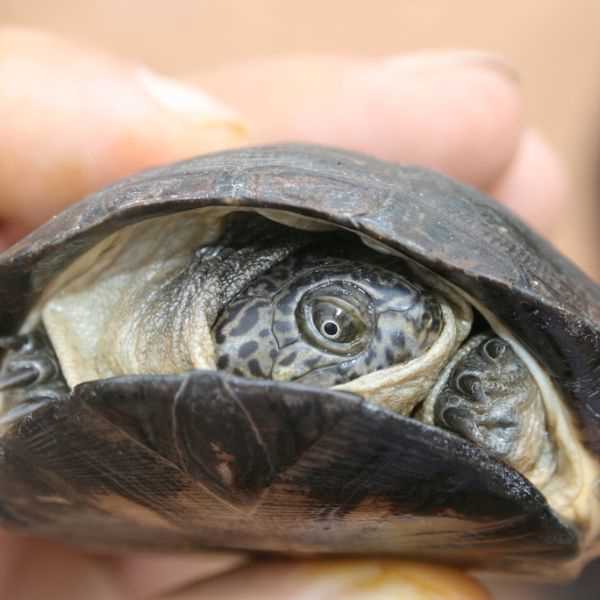 How long can african sideneck turtles be out of water