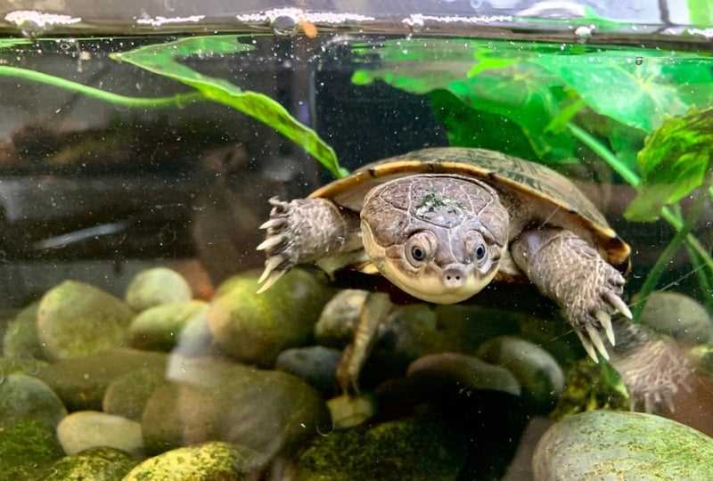 Tips for Keeping African Sideneck Turtles Out of Water