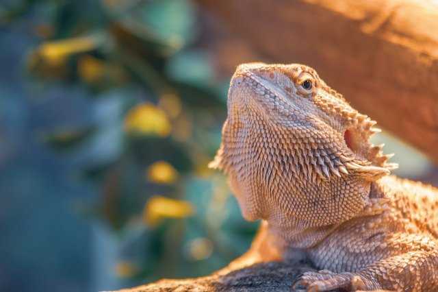 How long can bearded dragons go without water