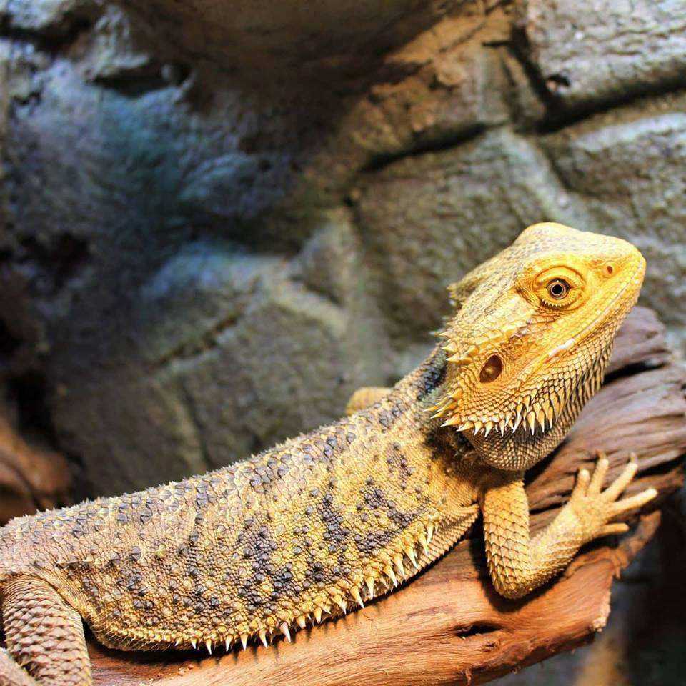 Strategies for Ensuring Adequate Hydration for Bearded Dragons