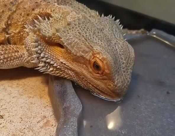 Hydrating Foods for Bearded Dragons