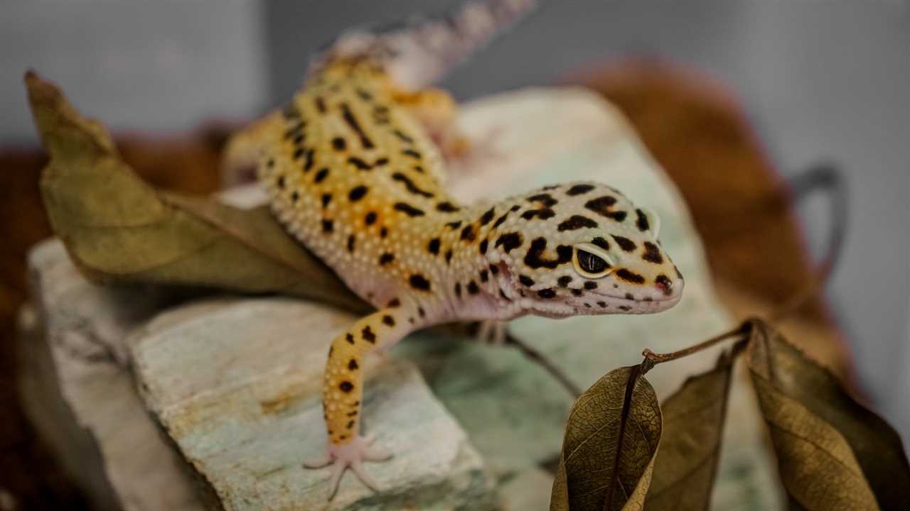  Proper Cleaning of Leopard Geckos Water Bowls 