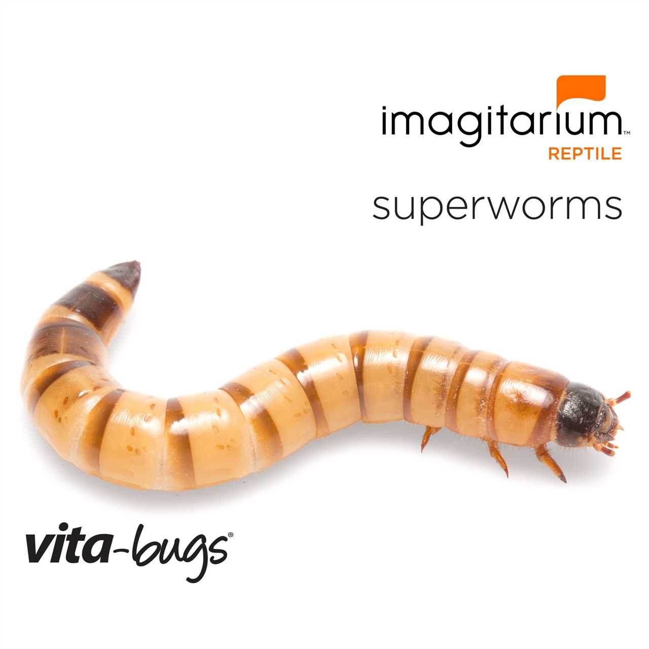 Factors Affecting Superworm Lifespan