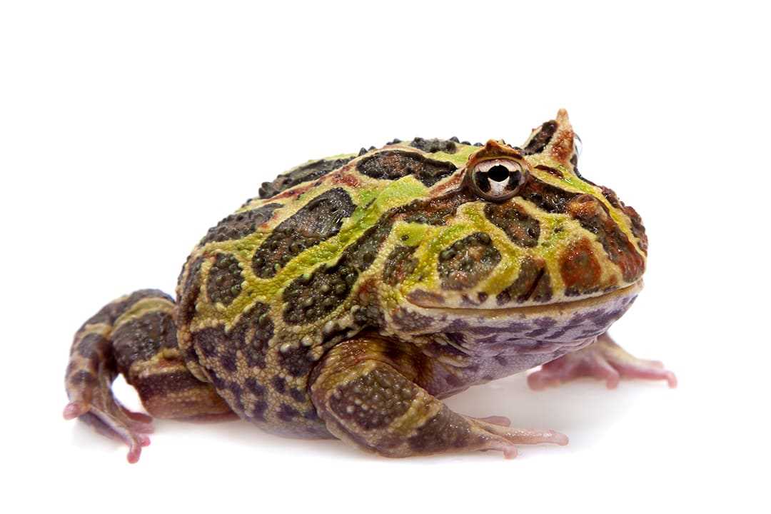 The Importance of Exercise and Activity for Pacman Frogs