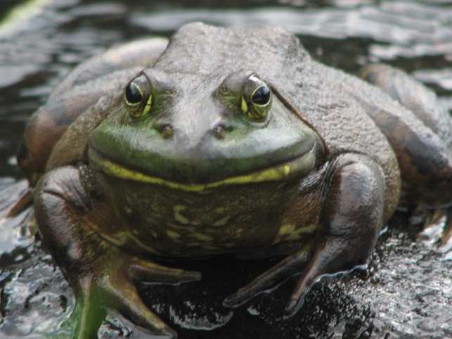 The Longevity of Frogs: Discovering the Lifespan of These Amphibians
