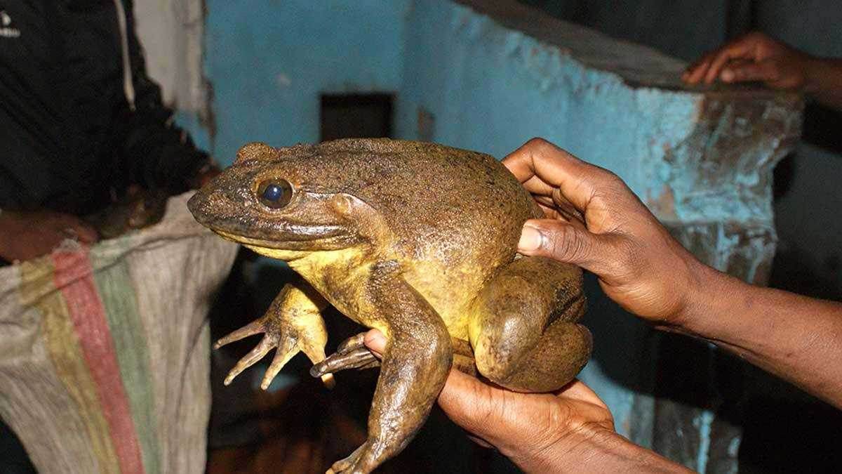 Frog Species with the Longest Lifespan