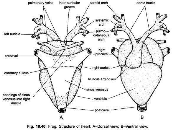 Comparison to Other Vertebrates