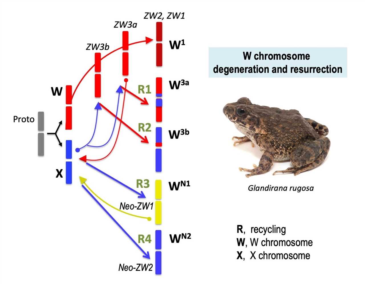 How Chromosomes Influence Frog Development