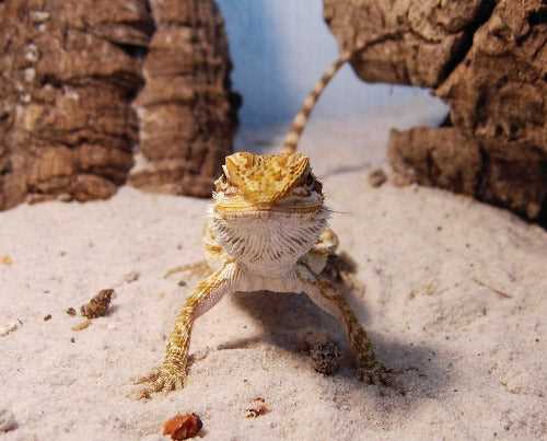 The Importance of Feeding Bearded Dragons with the Optimal Number of Dubia Roaches