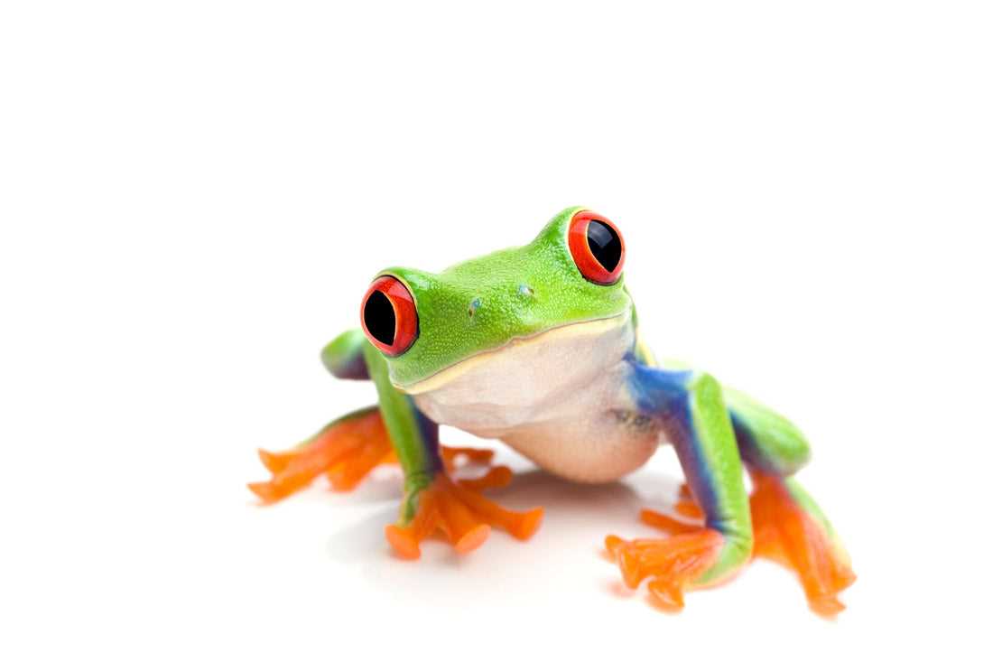 How Much is a Red Eyed Tree Frog?