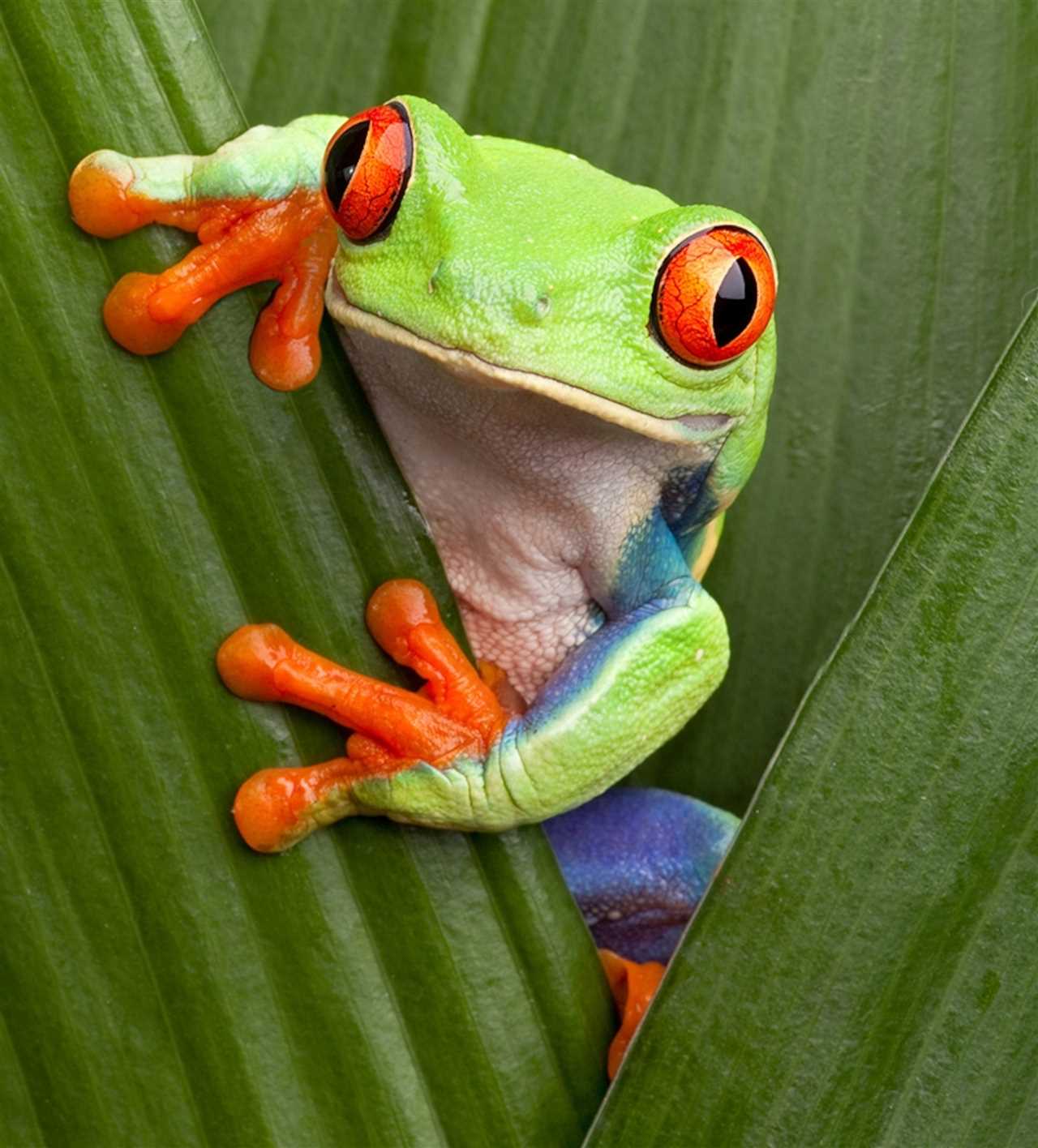 How much is a red eyed tree frog