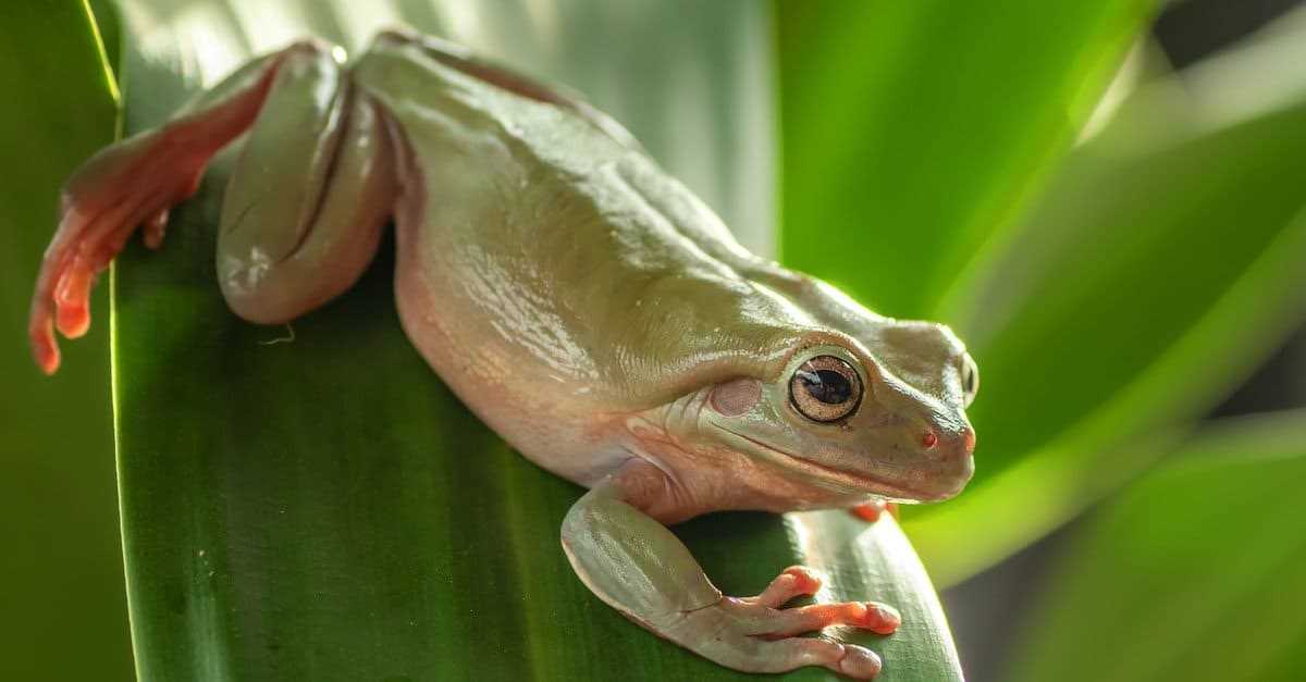  Common Mistakes in Tree Frog Feeding