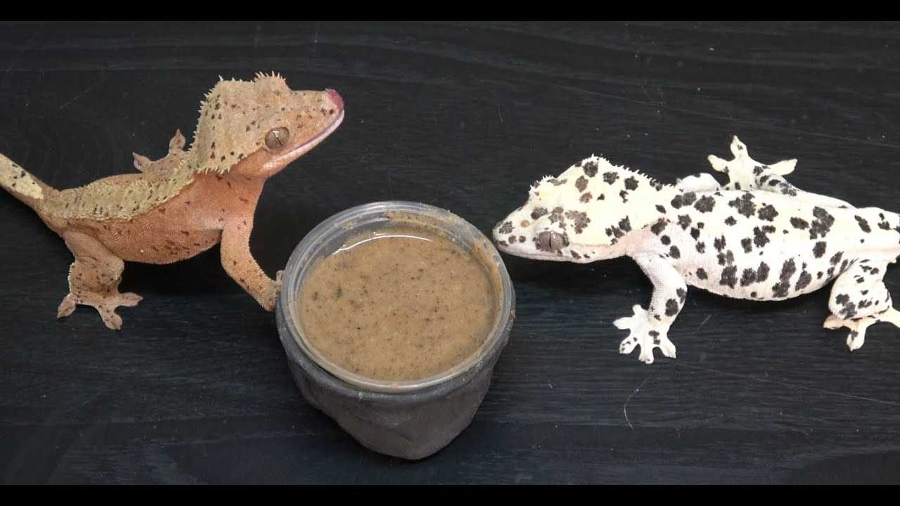 Feeding Schedule for Crested Geckos: How Often to Feed - Vital Frog