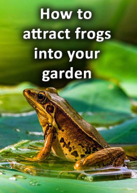 Tips for Providing Food Sources for Frogs