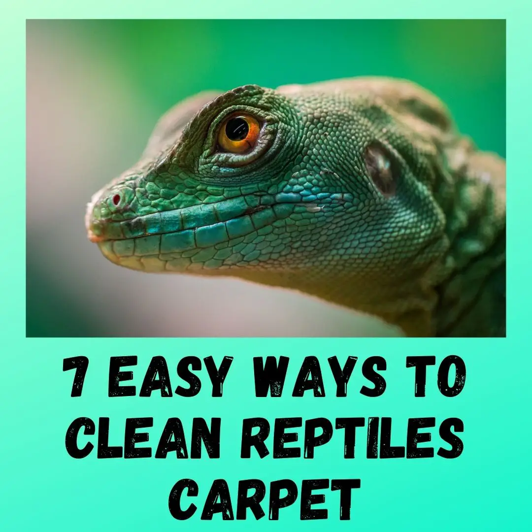 Scrub the carpet with a cleaning solution