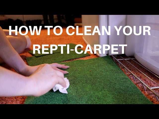 How to clean reptile carpet