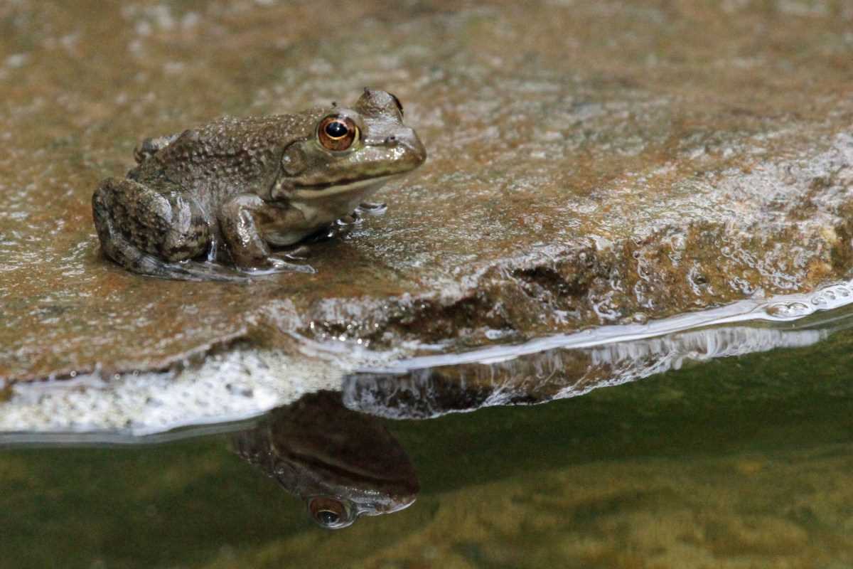 The Benefits of Frogs in a Pond