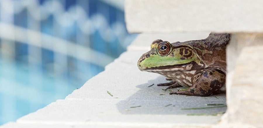 Chemical Methods for Removing Frogs from Your Pond