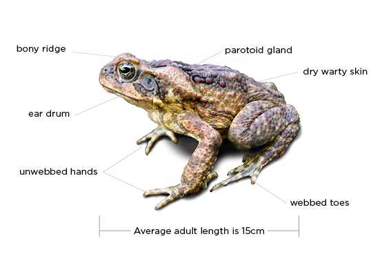 Frog Behavior and Movement