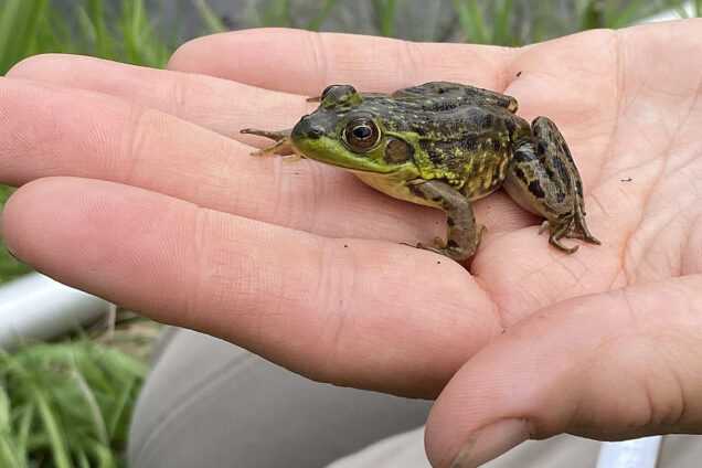 How to Identify a Frog: Recognizing its Distinctive Features