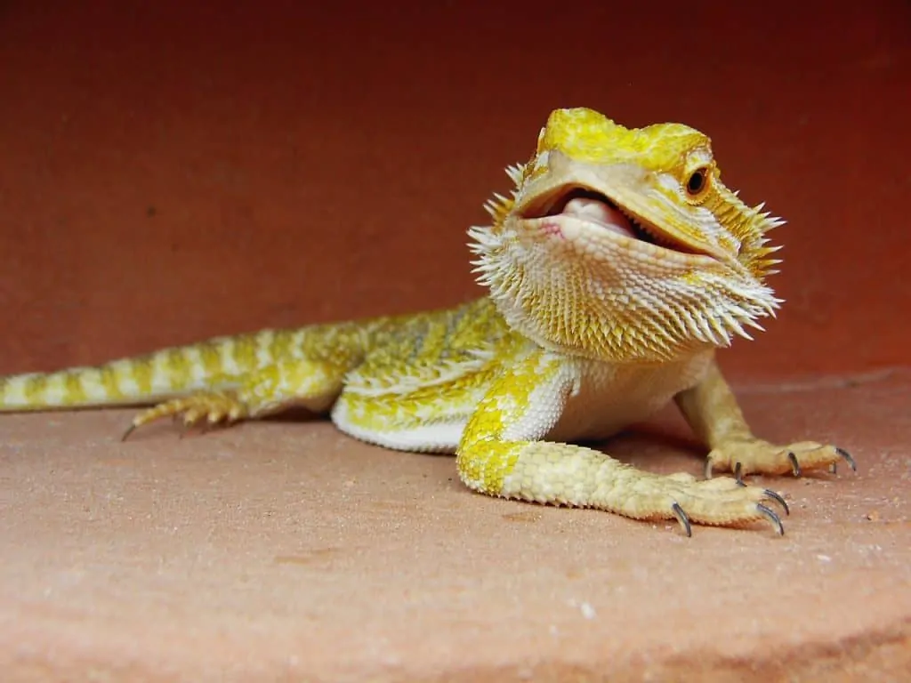 Tell if Your Bearded Dragon Trusts You