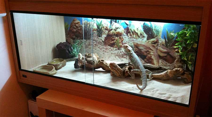 How to put live plants in bearded dragon tank