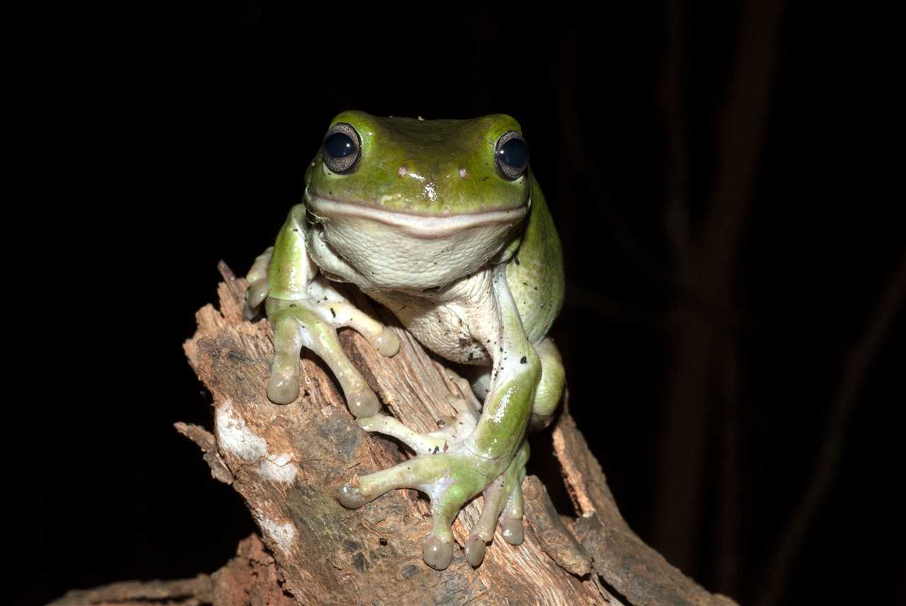 How to Save a Frog from Dying: Educate Others about Frog Conservation