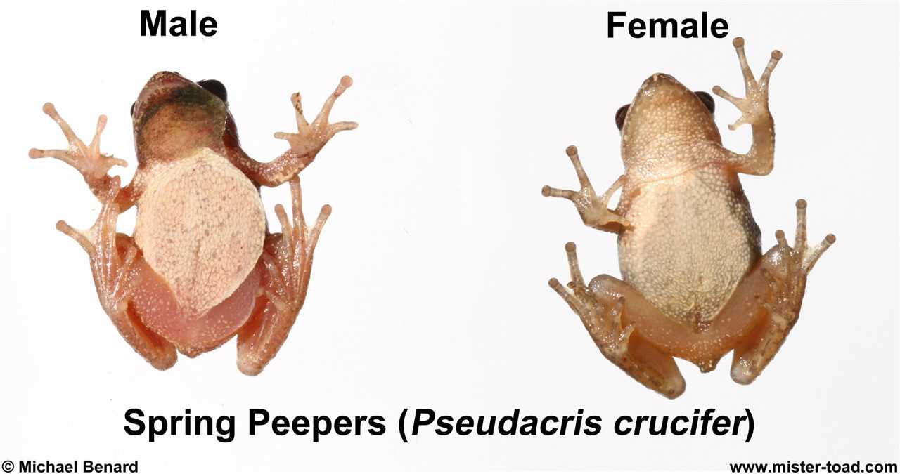 Differentiating Male and Female Frogs: Factors Affecting Gender Determination