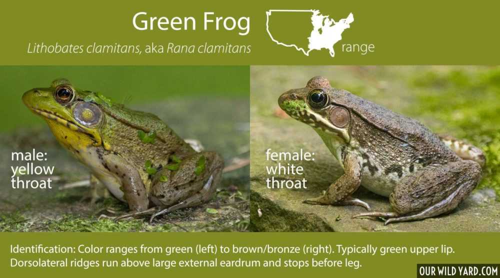 Northern Leopard Frog: