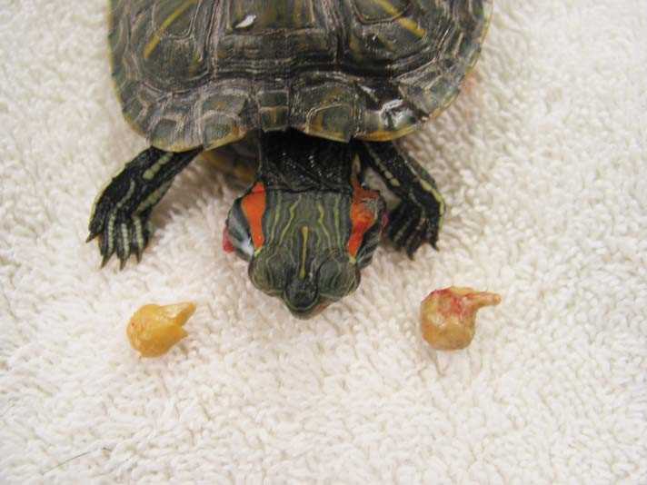 How to tell if your turtle is dying