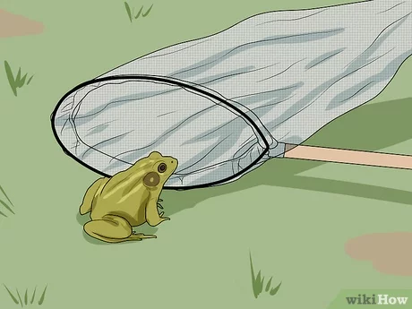 The Best Time to Trap Frogs