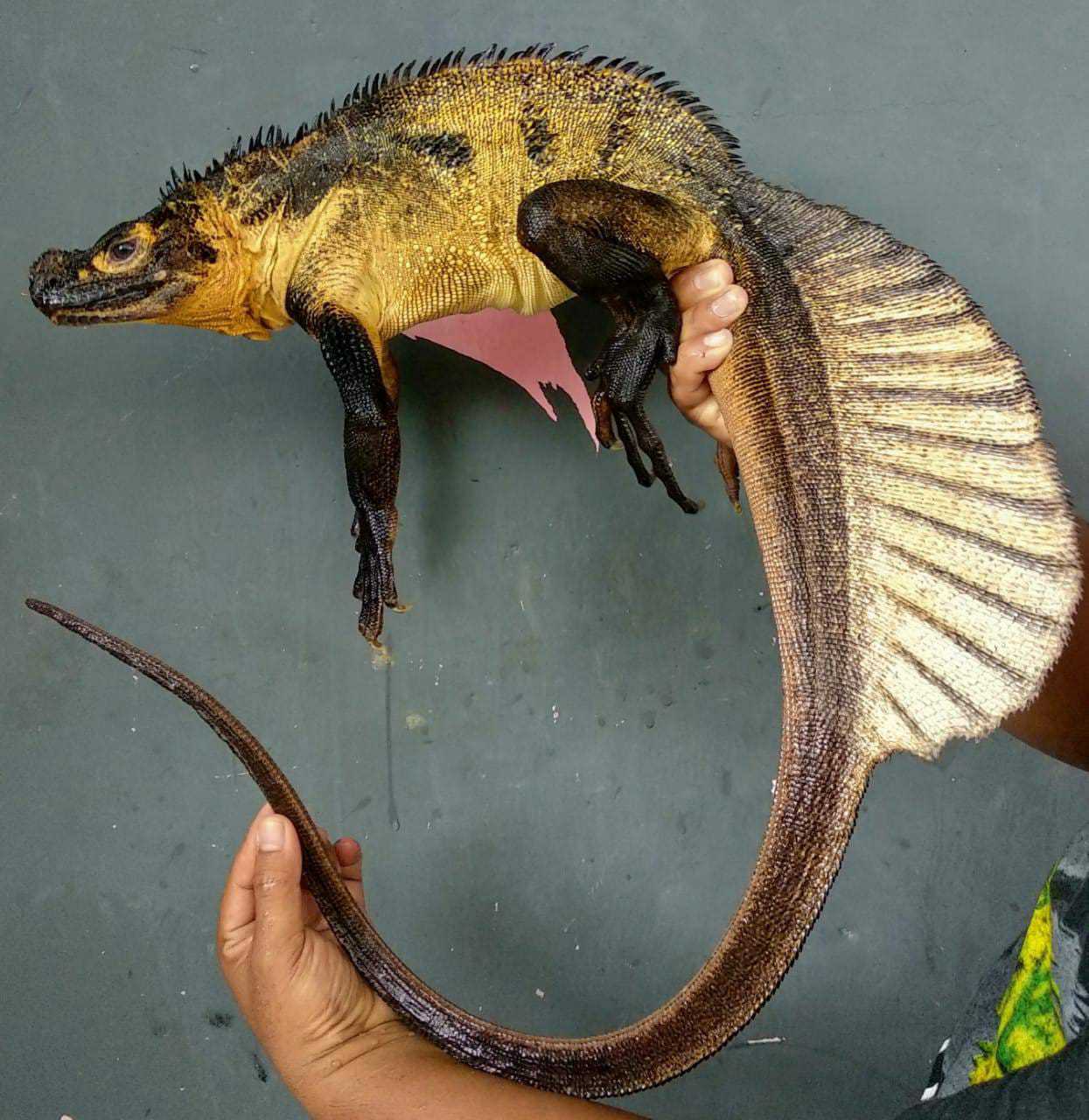 The Unique Crest and Characteristics of the Hydrosaurus microlophus Lizard