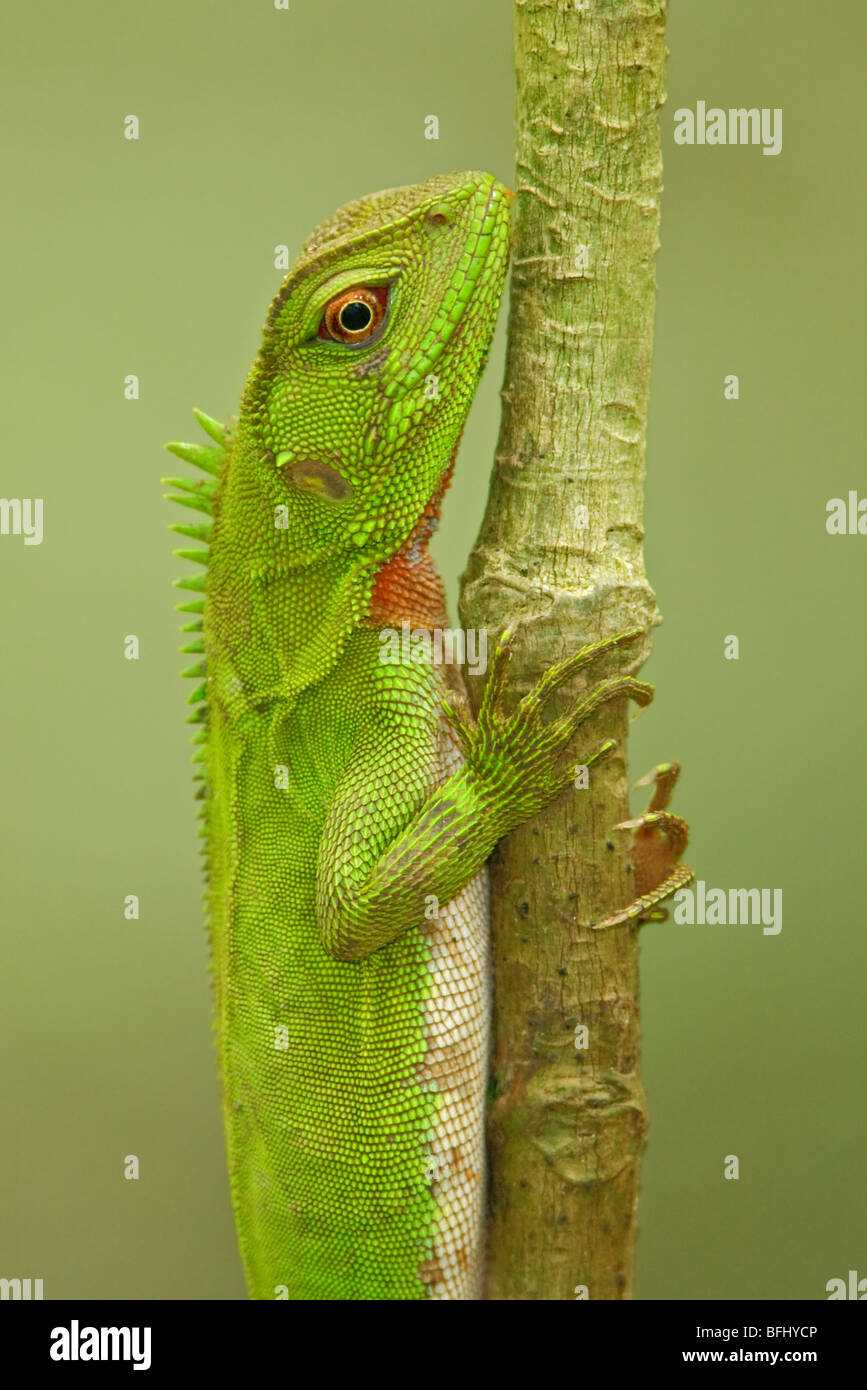 Feeding Habits of Iguana Smalls