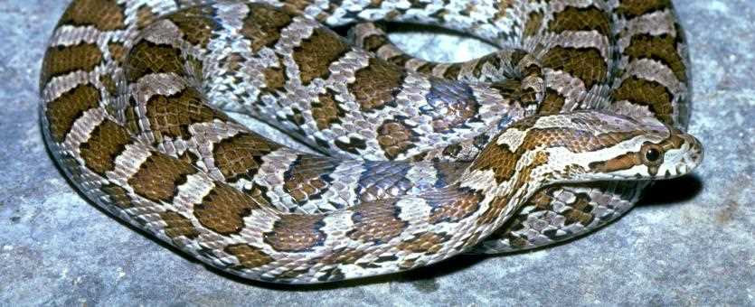 Image rat snake