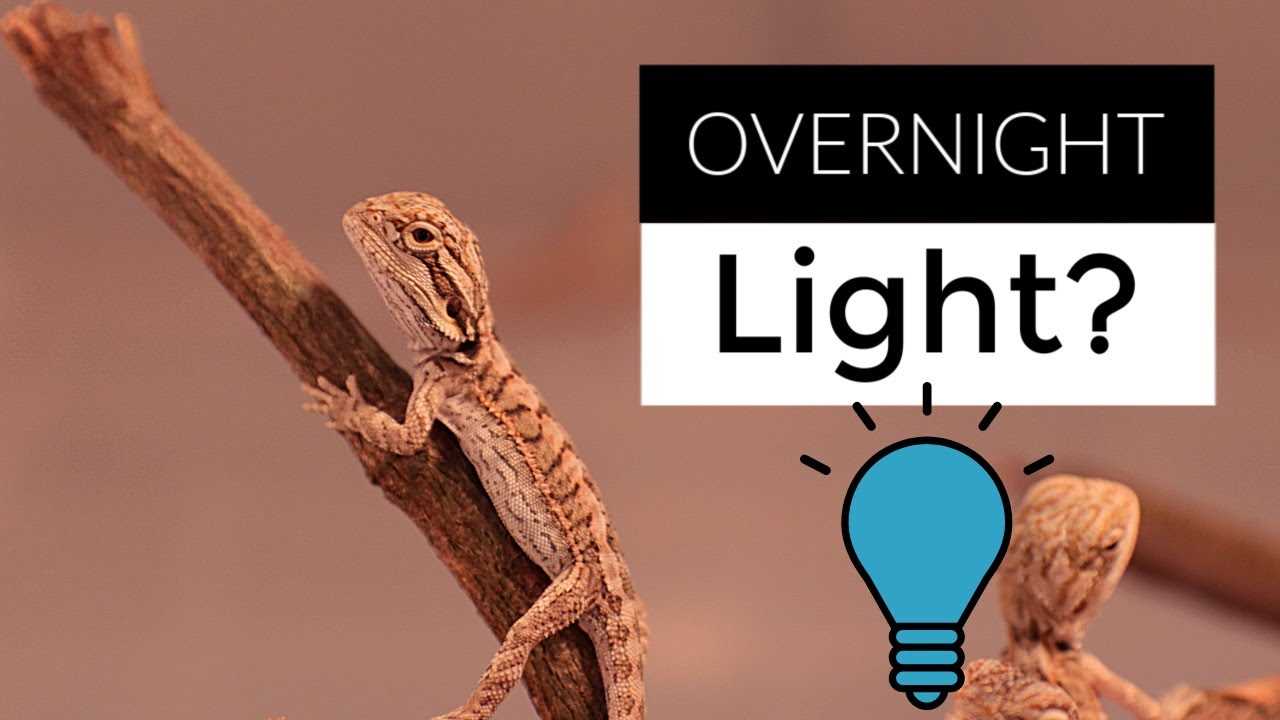 Mimicking Natural Environment: The Importance of Heat Lamps for Bearded Dragons at Night