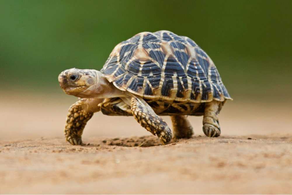 India Tortoise Conservation Efforts