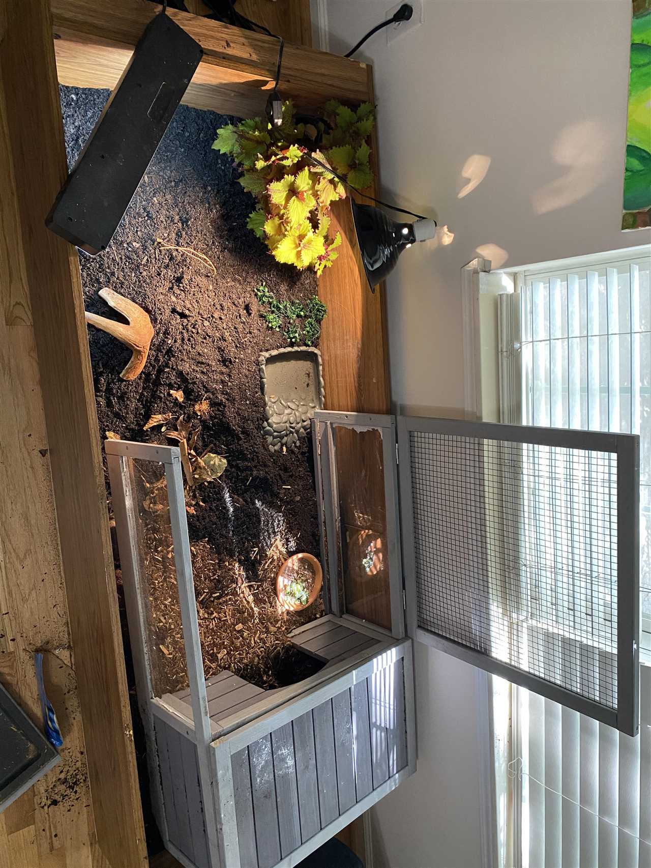 Adding Live Plants to Create an Ideal Indoor Box Turtle Habitat