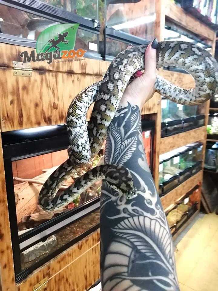 Feeding the Irian Jaya Carpet Python