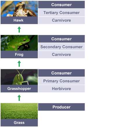 Importance of Frogs in the Food Chain