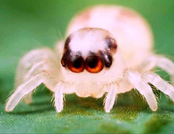 Differences between Jumping Spider Instars